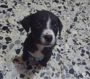 Por favor adopta necesita un hogar