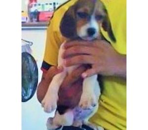 vendo hermosas y juguetonas cachorras beagles tricolor