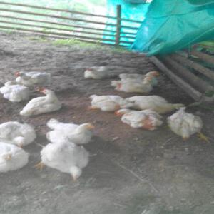 Pollos Campesinos - Pereira
