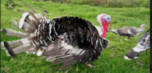 Se Vende Pavo de 20 Lbras sin Plumas - Jamundí