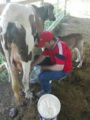 Se Venden Vacas Paridas de 12 a 18 Litro - Rivera