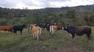 VENTA DE 3 VACAS PRIMER PARTO Y 6 NOVILLA, EN VÉLEZ,