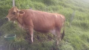 Vaca Jersey de 25 litros de leche - Villamaría