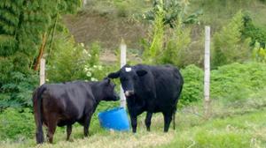 Vacas Lecheras en Gestacion - Manizales
