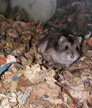 Vendo Hamsters Rusos - Bogotá