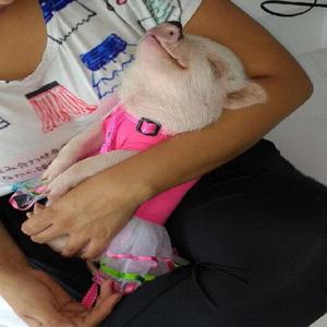 Vendo Hermosa Mini Pig - Pereira