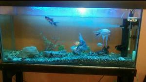 Vendo acuario - Cali