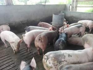 Venta de Cerdos para El 31 - Calarcá