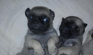 3 Perros Pug Carlino Original