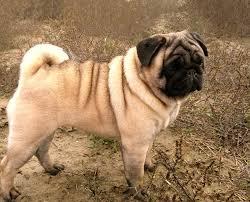 ADOPTO PUG