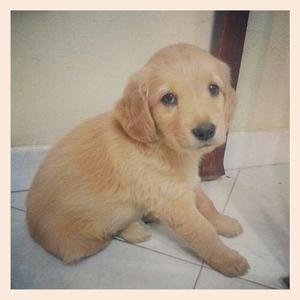 **ADORABLES *GOLDEN EN VENTA ****