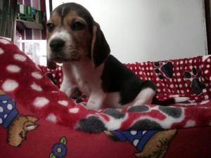 Beagle Cachorros