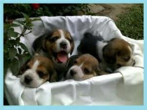 Beagle Cachorros en Venta