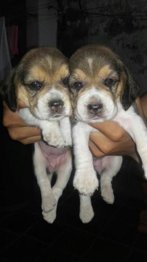 Beagles Tricolor