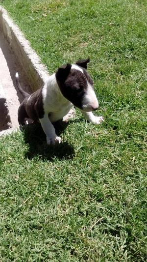 CACHORRO BULLTERRIER