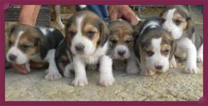 CACHORROS BEAGLEE EN VENTA!!!!!