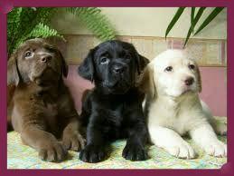 **CACHORROS LABRADORES EN VENTA**