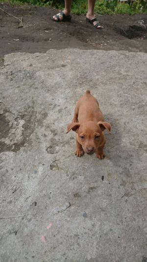 Cachorros Pinscher