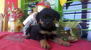 Cachorros Rottwailler