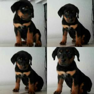 Cachorros Rottweiler Línea Alemana Leer Descripción