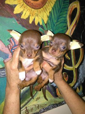 Chihuahuas Bolsilleros Chocolates