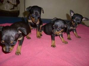 **ENCANTADORES *PINCHER Y MAS RAZAS EN VENTA**