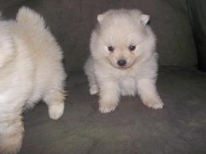 **ENCANTADORES** POMERANIAS CERTIFICADOS**EN VENTA **