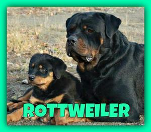 **ENCANTADORES ROTTWEILER EN VENTA **