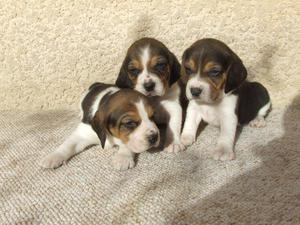 **ESTUPENDOS **BEAGLE*TRICOLOR EN VENTA **