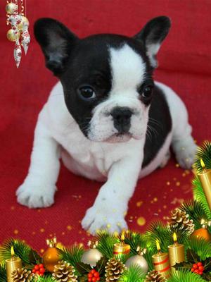 Encantadores Bulldog Frances en Venta