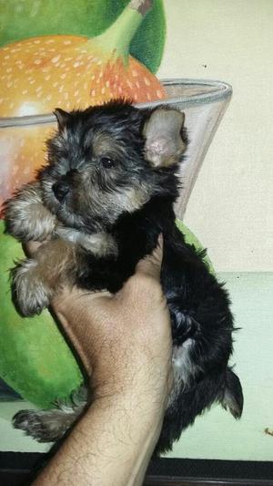 Espectacular Cachorra Yorkie