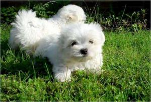 FRENCH POODLE SAMOYEDO HUSKYSIIBERLAND BULDOOG INGLES Y