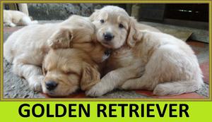 ¨¨GOLDEN RETRIEVER CACHORROS EN VENTA¨¨