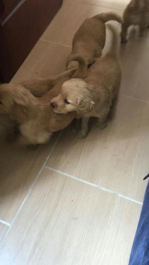 Gran Gangaso Golden Retriver Baratos Neg