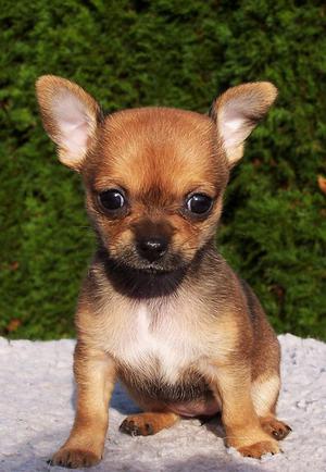 **HERMOSOS CHIHUAHUAS MINI EN VENTA **CERTIFICADOS**