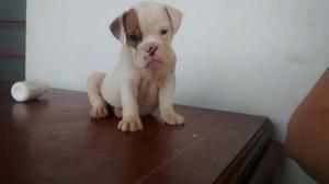 Hermosos Bulldog Ingles