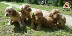 Hermosos Cachorros Cocker