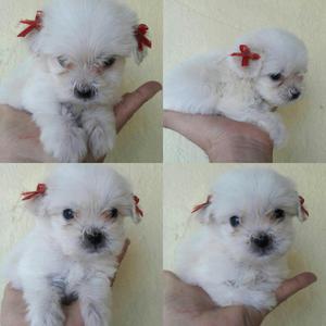 Hermosos Cachorros French Mini Toy Originales