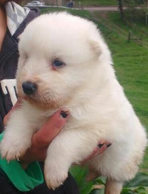 Hermosos Cachorros de Samoyedos Y Siberi