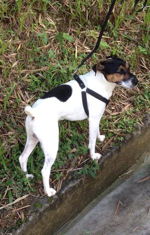 Jack Russel para Monta