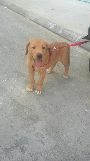 Labrador Cachorro