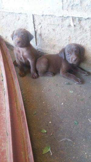 Labrador Chocolates Hebras