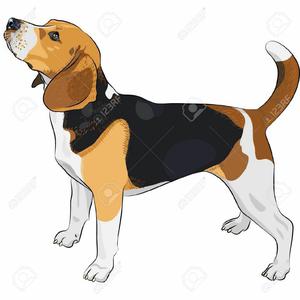 Perrita Beagle en Adopcion