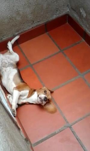 Perro Beagle