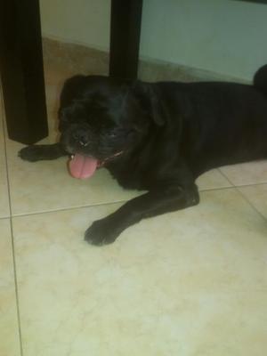 Perro Pug Negro