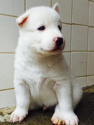 Perro Samoyedo