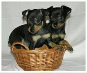 Pinscher Cachorros en Venta