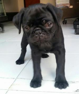 Pug Carlino