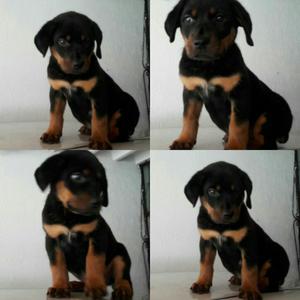 Rottweiler Línea Alemana Originales La Mejor Genética Leer