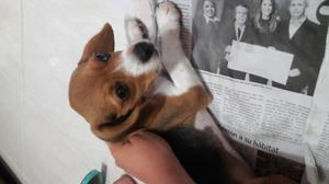 Se Vende Beagles